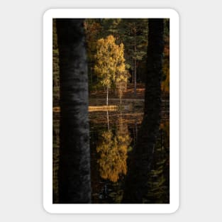 'Autumn Magic 2', Loch Dunmore, Pitlochry Sticker